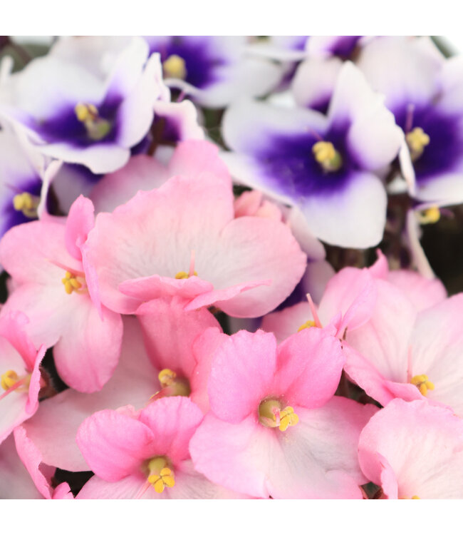Violette africaine 5 po | Fleurs élégantes et feuillage velouté
