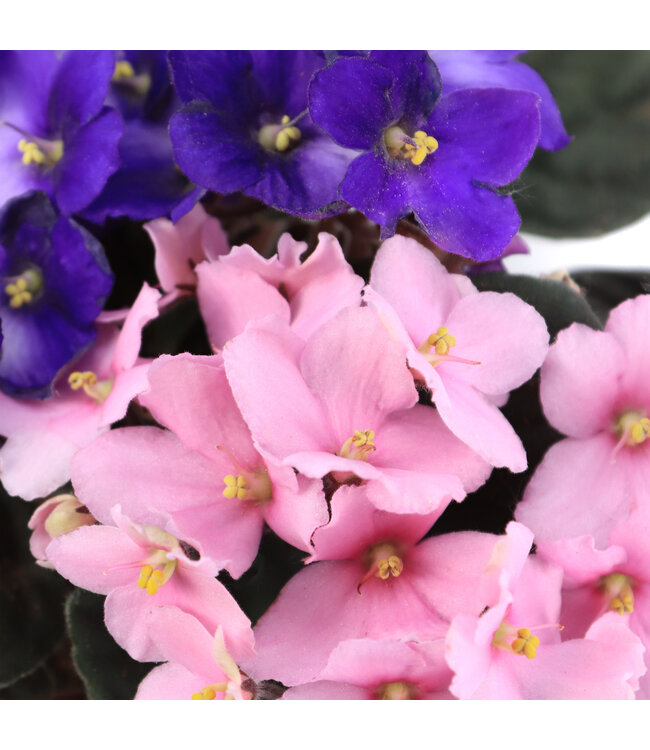 Violette africaine 5 po | Fleurs élégantes et feuillage velouté
