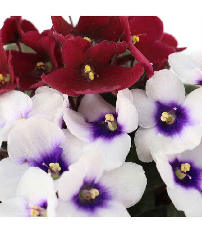 Violette africaine 5 po | Fleurs élégantes et feuillage velouté