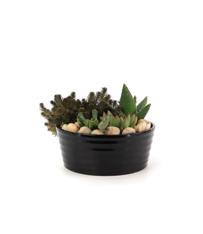 Jardin de plantes intérieures | Arrangement végétal décoratif, entretien facile