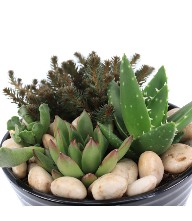 Jardin de plantes intérieures | Arrangement végétal décoratif, entretien facile