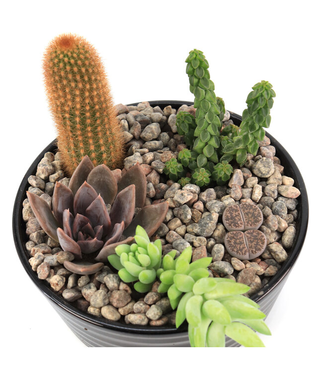 Jardin de plantes intérieures | Arrangement végétal décoratif, entretien facile