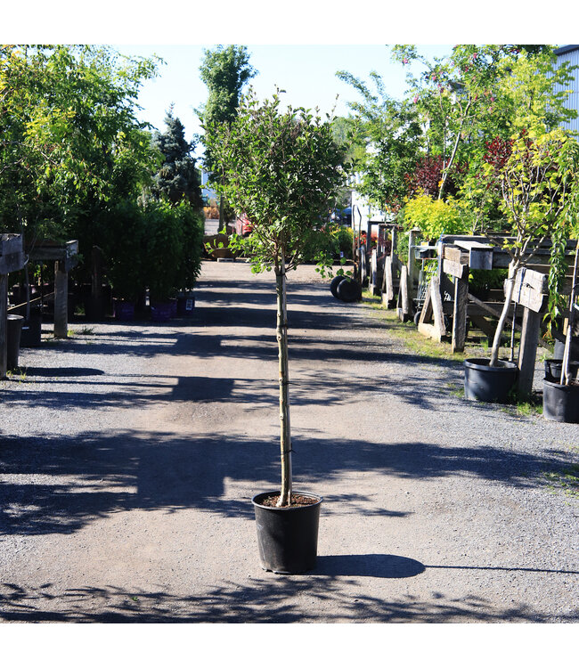 Syringa Palibin sur tige  125 cm | Floraison parfumée et compacte