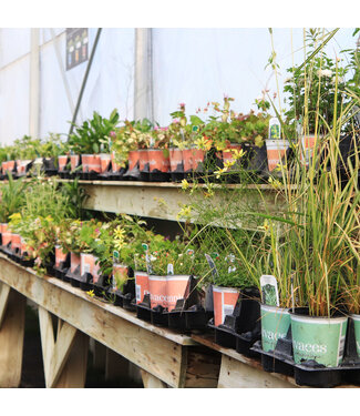 Vivaces - Pot vert 12 cm