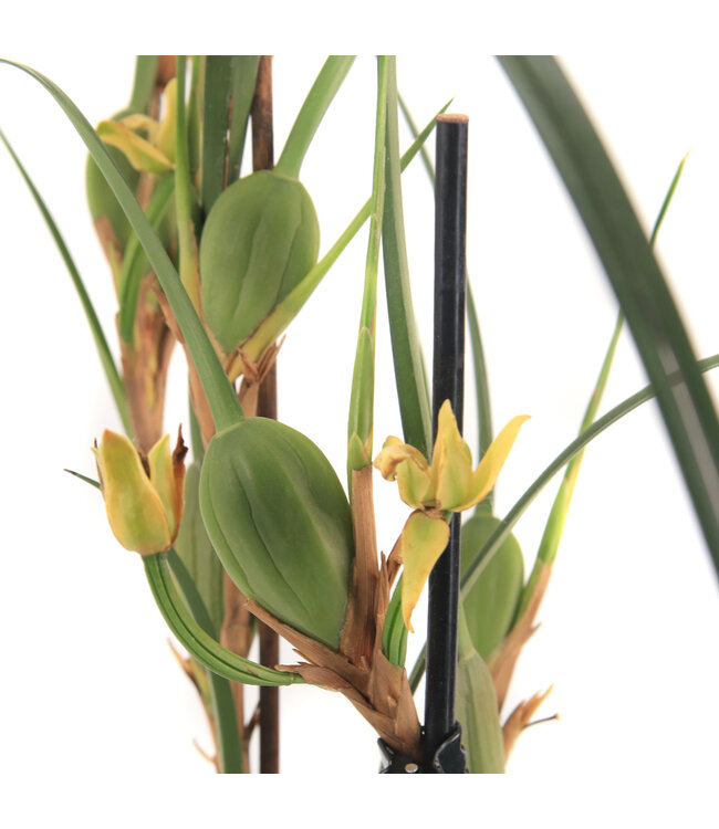 Orchidee Maxillariella Coconut 4 po | Floraison parfumée et feuillage éclatant