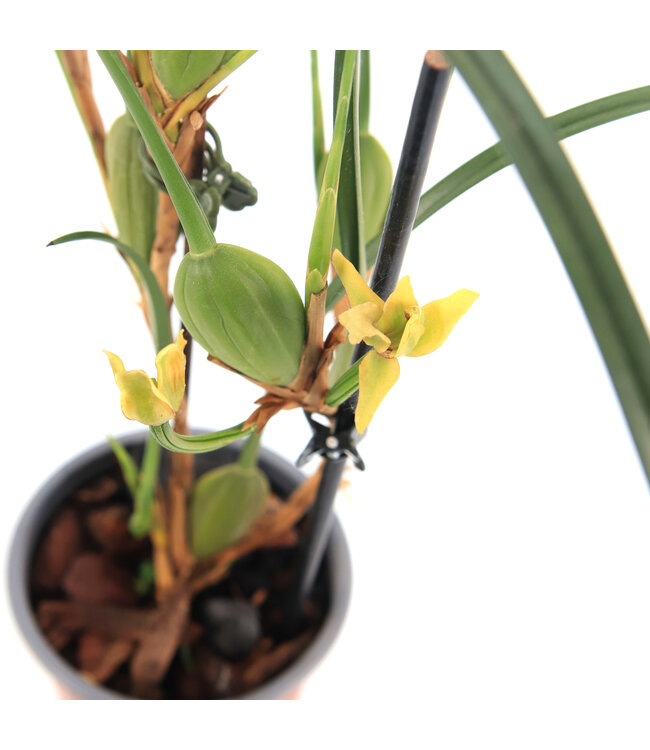 Orchidee Maxillariella Coconut 4 po | Floraison parfumée et feuillage éclatant