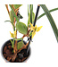 Orchidee Maxillariella Coconut 4 po | Floraison parfumée et feuillage éclatant