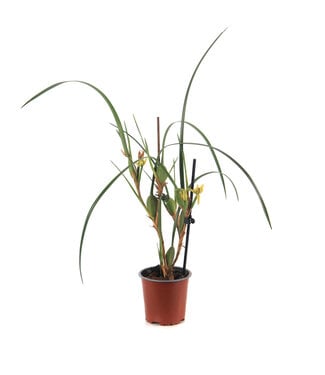 Orchidee Maxillariella Coconut 4 po