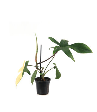 Philodendron Florida Beauty 4 po