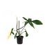 Philodendron Florida Beauty 4 po | Feuillage panaché rare et unique