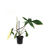 Philodendron Florida Beauty 4 po