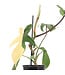 Philodendron Florida Beauty 4 po | Feuillage panaché rare et unique