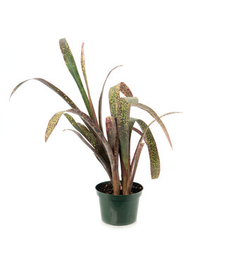 Billbergia Casa Blanca 6 po