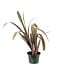 Billbergia Casa Blanca 6 po | Broméliacée panachée rare au feuillage marbré blanc