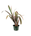 Billbergia Casa Blanca 6 po