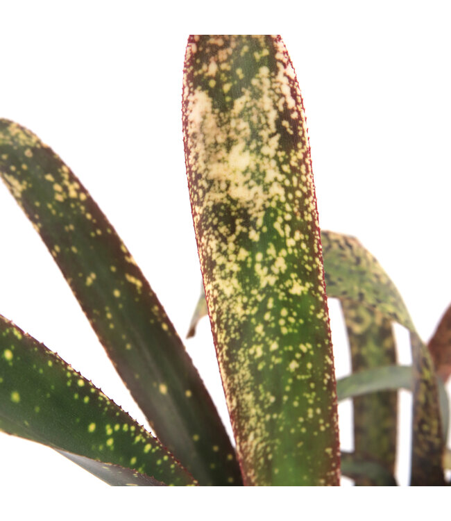 Billbergia Casa Blanca 6 po | Broméliacée panachée rare au feuillage marbré blanc