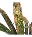 Billbergia Casa Blanca 6 po | Broméliacée panachée rare au feuillage marbré blanc