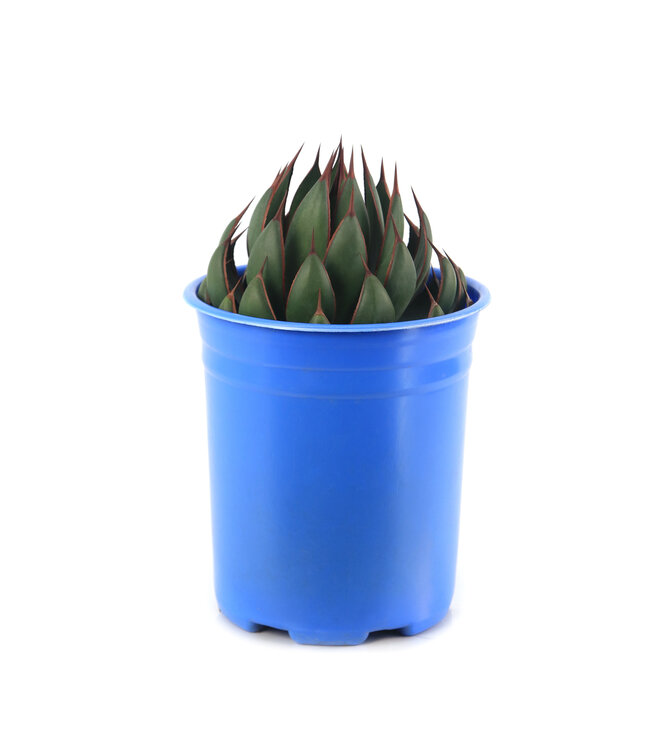 Mangave Praying Hands 1 gal | Succulente architecturale au feuillage sculptural