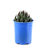 Mangave Praying Hands 1 gal | Succulente architecturale au feuillage sculptural