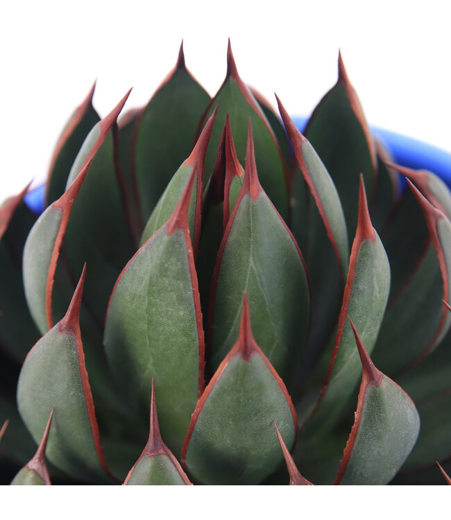 Mangave Praying Hands 1 gal | Succulente architecturale au feuillage sculptural