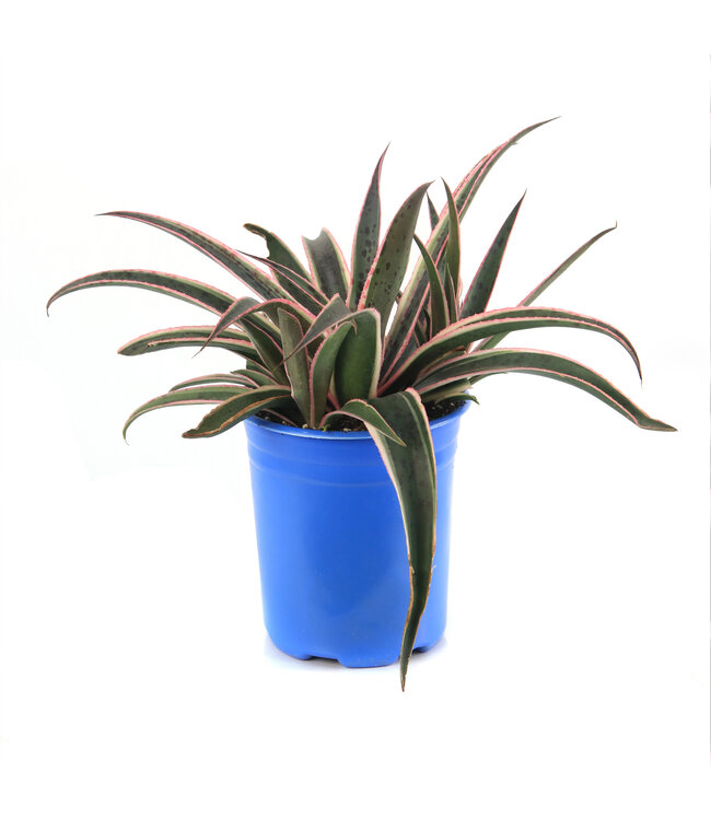 Mangave Snow leopard 1 gal | Succulente exotique au feuillage panaché crème et vert