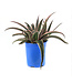 Mangave Snow leopard 1 gal | Succulente exotique au feuillage panaché crème et vert