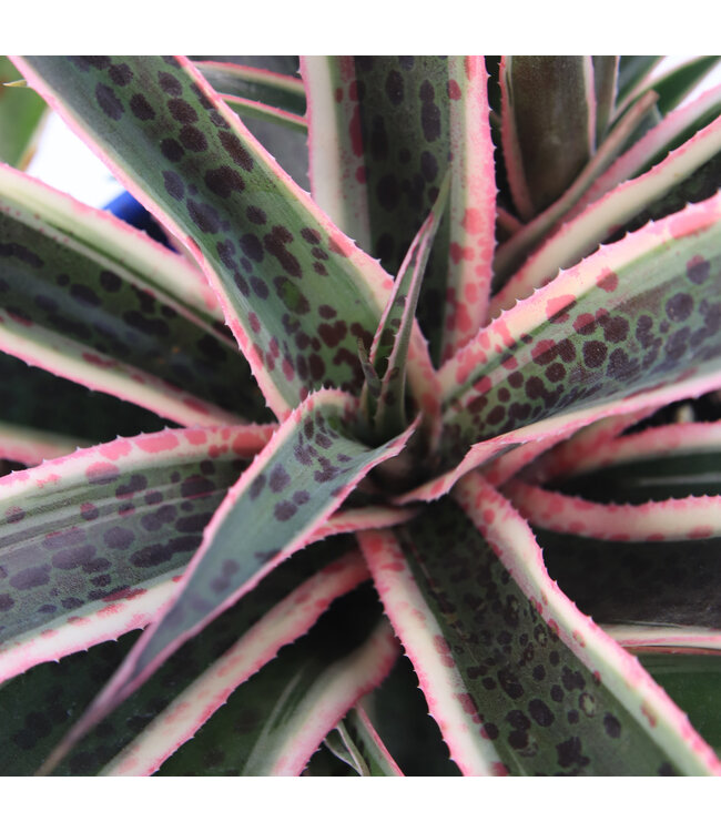 Mangave Snow leopard 1 gal | Succulente exotique au feuillage panaché crème et vert