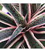 Mangave Snow leopard 1 gal | Succulente exotique au feuillage panaché crème et vert