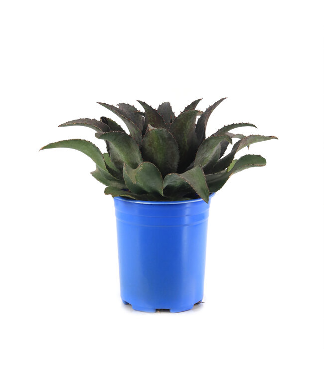 Mangave Night Owl 1 gal | Succulente exotique au feuillage noir profond