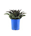Mangave Night Owl 1 gal | Succulente exotique au feuillage noir profond