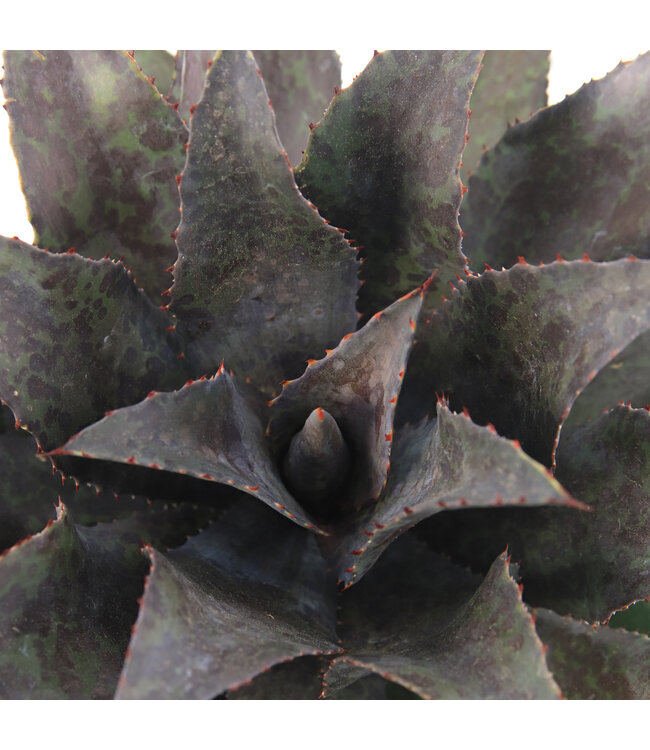 Mangave Night Owl 1 gal | Succulente exotique au feuillage noir profond