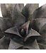Mangave Night Owl 1 gal | Succulente exotique au feuillage noir profond