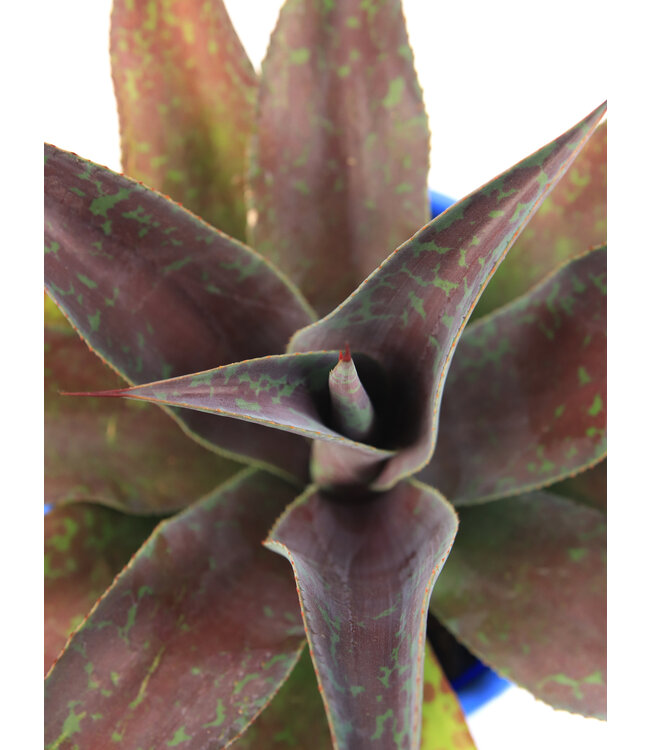 Mangave Red Wing 1 gal | ucculente exotique au feuillage rouge profond