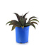 Mangave Mission to mars 1 gal | Succulente exotique au feuillage rouge intense