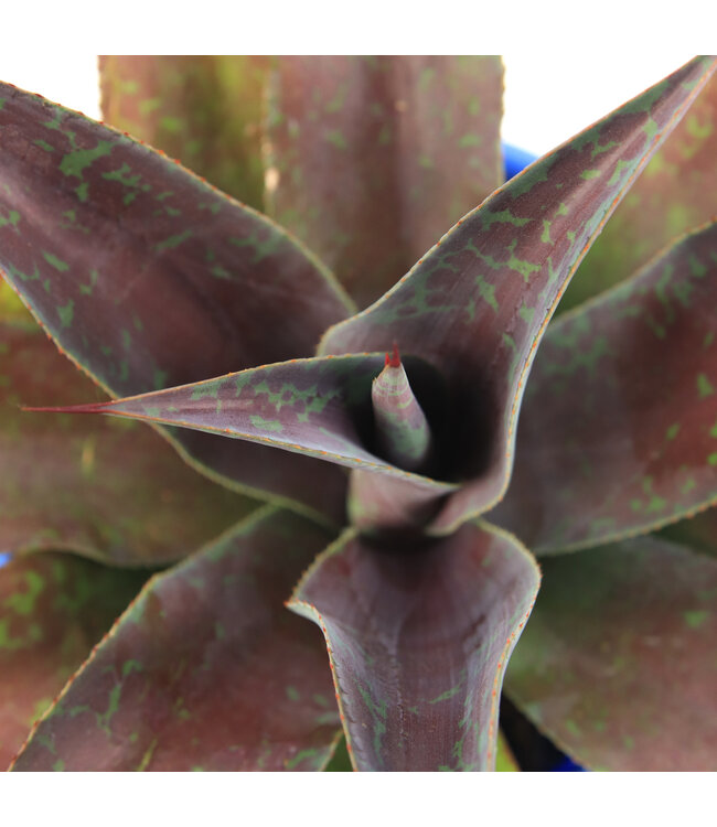 Mangave Mission to mars 1 gal | Succulente exotique au feuillage rouge intense