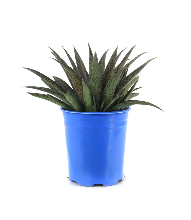 Mangave Purple People Eater 1 gal | Succulente exotique au feuillage violet spectaculaire