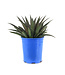 Mangave Purple People Eater 1 gal | Succulente exotique au feuillage violet spectaculaire