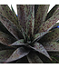Mangave Purple People Eater 1 gal | Succulente exotique au feuillage violet spectaculaire