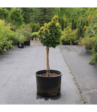 Chamaecyparis Obtusa Nana Lutea tige