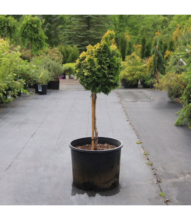 Chamaecyparis Obtusa Nana Lutea | Cyprès du Japon, conifère nain doré