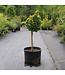 Chamaecyparis Obtusa Nana Lutea tige