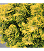 Chamaecyparis Obtusa Nana Lutea | Cyprès du Japon, conifère nain doré