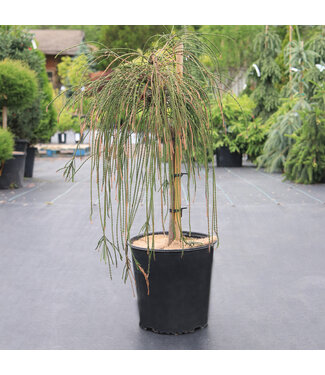 Thuya Whipcord tige 5 gal