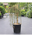 Thuya Whipcord tige 5 gal | Conifère nain pleureur