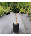 Chamaecyparis Obtusa Nana Gracilis tige 5 gal | Conifère japonais nain