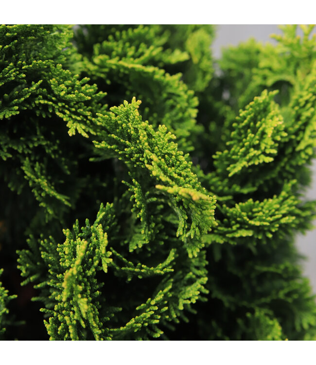 Chamaecyparis Obtusa Nana Gracilis tige 5 gal | Conifère japonais nain