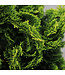 Chamaecyparis Obtusa Nana Gracilis tige 5 gal | Conifère japonais nain