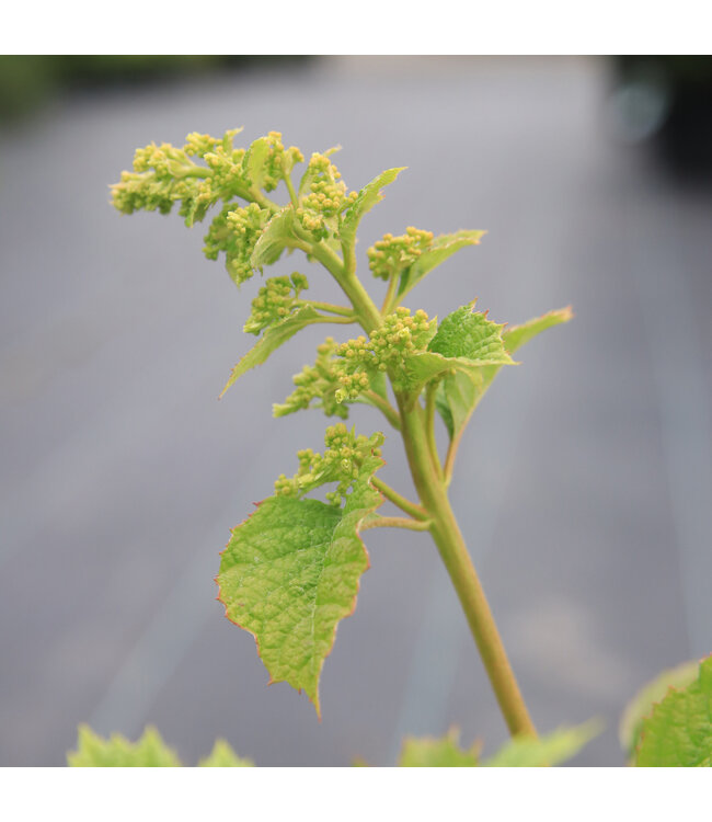 Hydrangea Quercifolia Ruby Splippers 2gal | Hortensia à feuilles de chêne, fleurs changeantes & feuillage automnal