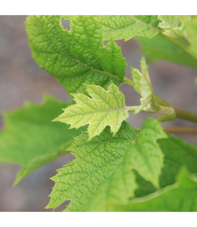 Hydrangea Quercifolia Ruby Splippers 2gal | Hortensia à feuilles de chêne, fleurs changeantes & feuillage automnal
