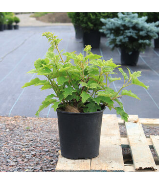 Hydrangea Quercifolia Ruby Splippers 2gal